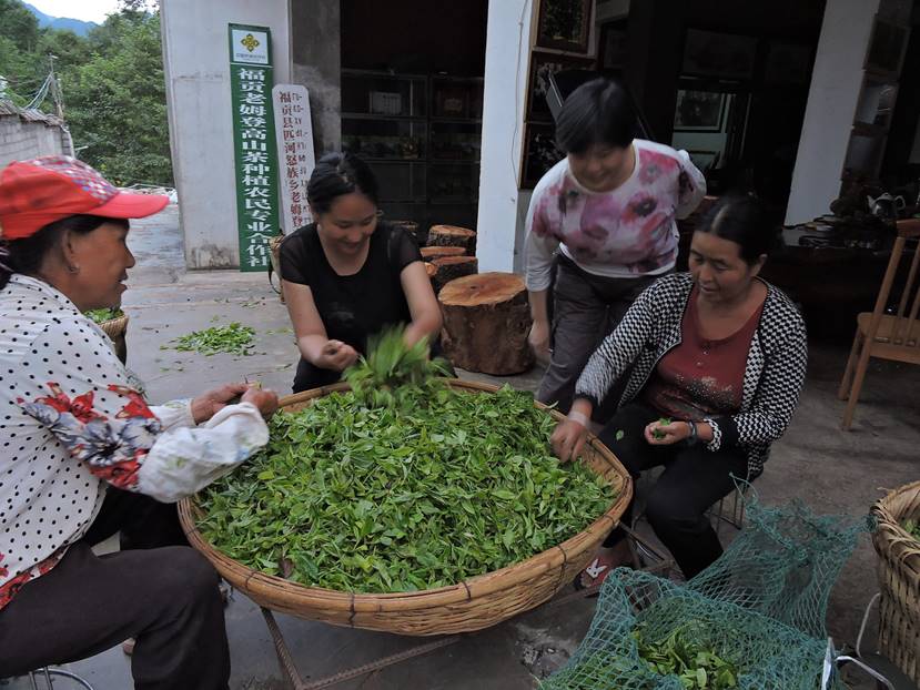 李萍：云南茶俗考察散记（上）