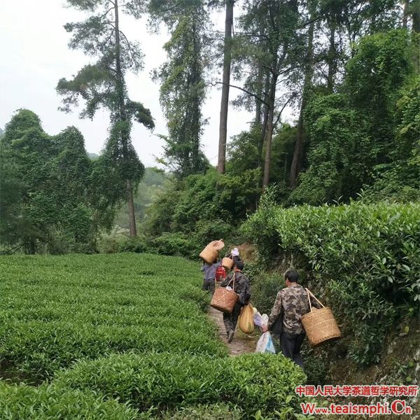 李锡洪：茶地贵合，阳崖阴林