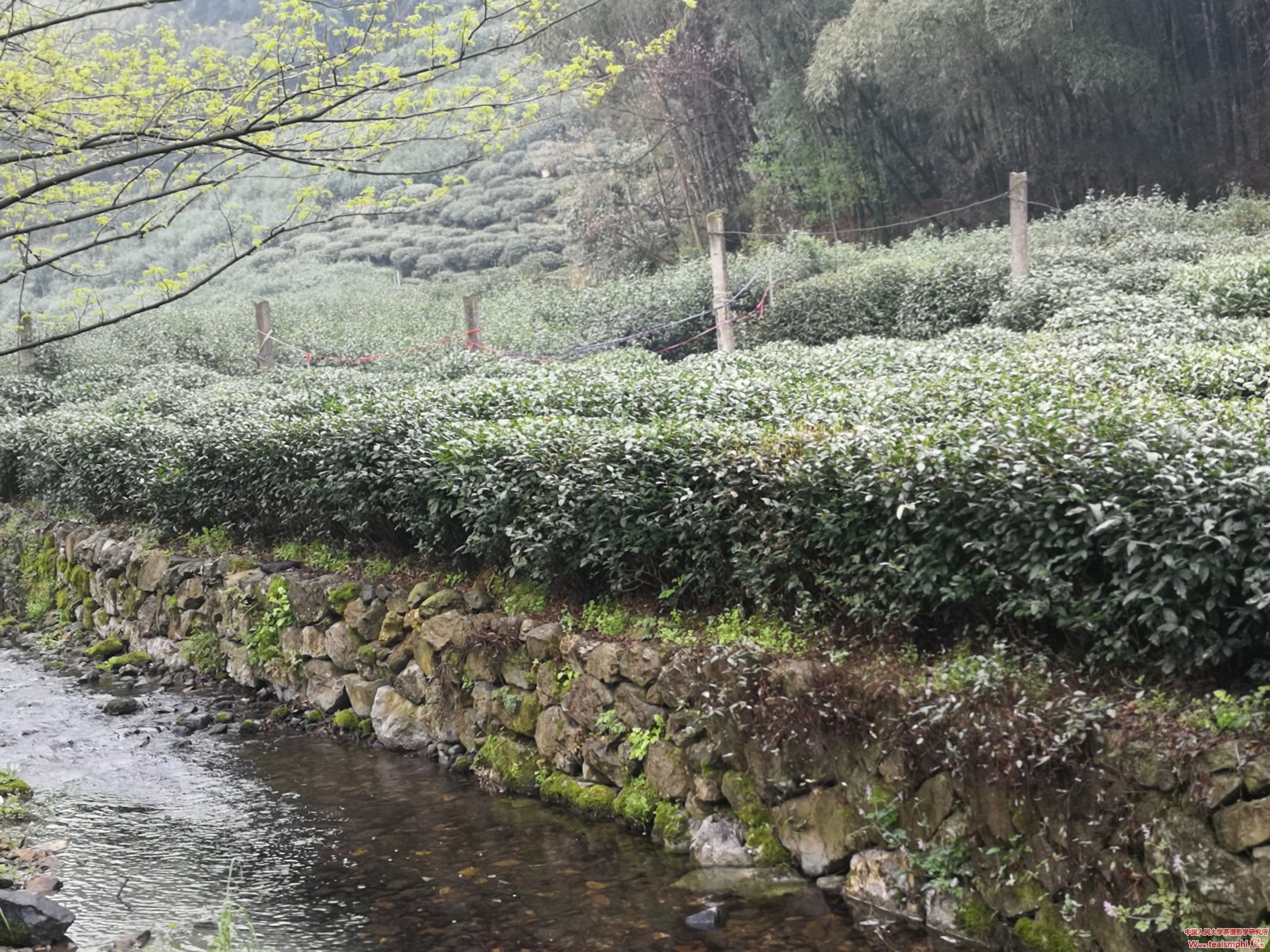 【征文获奖作品】袁斗成：茶馆，心灵放牧地