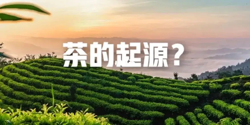 沈冬梅：新考古学视野下的茶叶文明起源研究